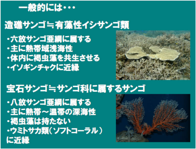 日本サンゴ礁学会公式サイト : サンゴ礁Q&A